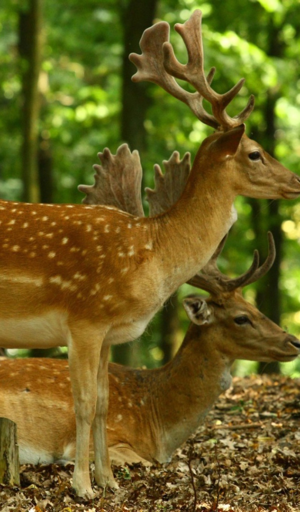 Олени в лесу