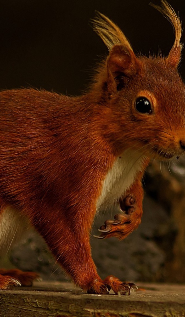 Забавная белка