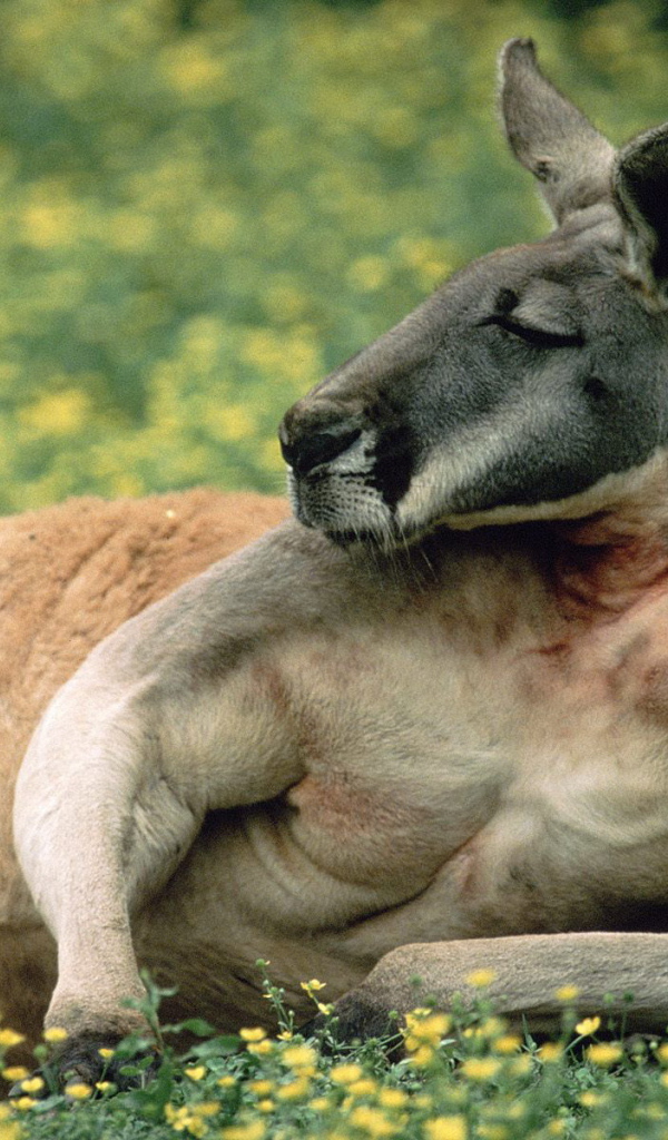 Кенгуру отдыхает на траве