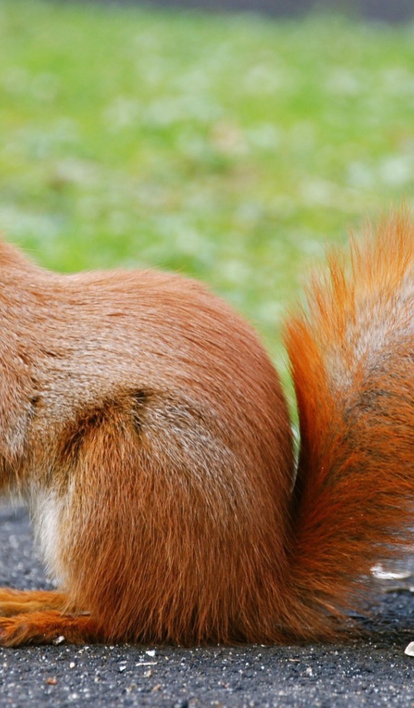 Orange squirrel