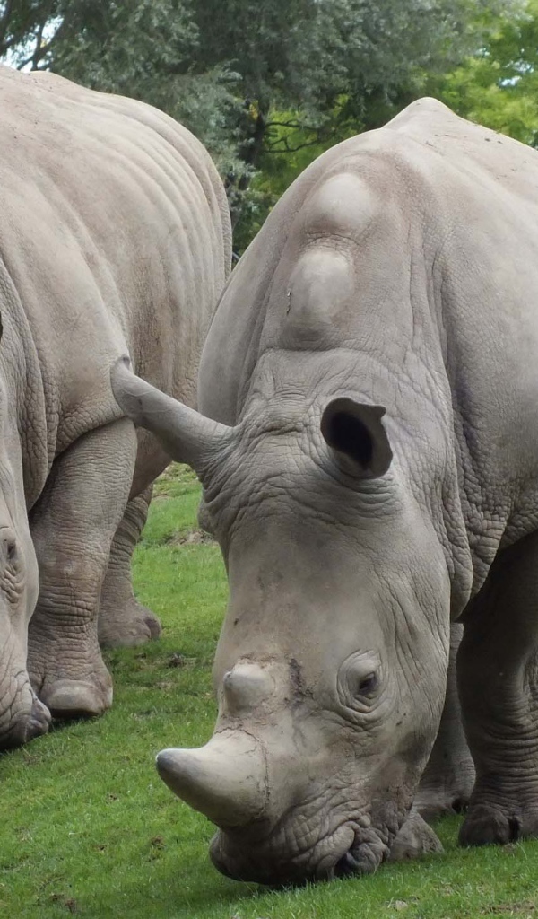Носороги едят траву
