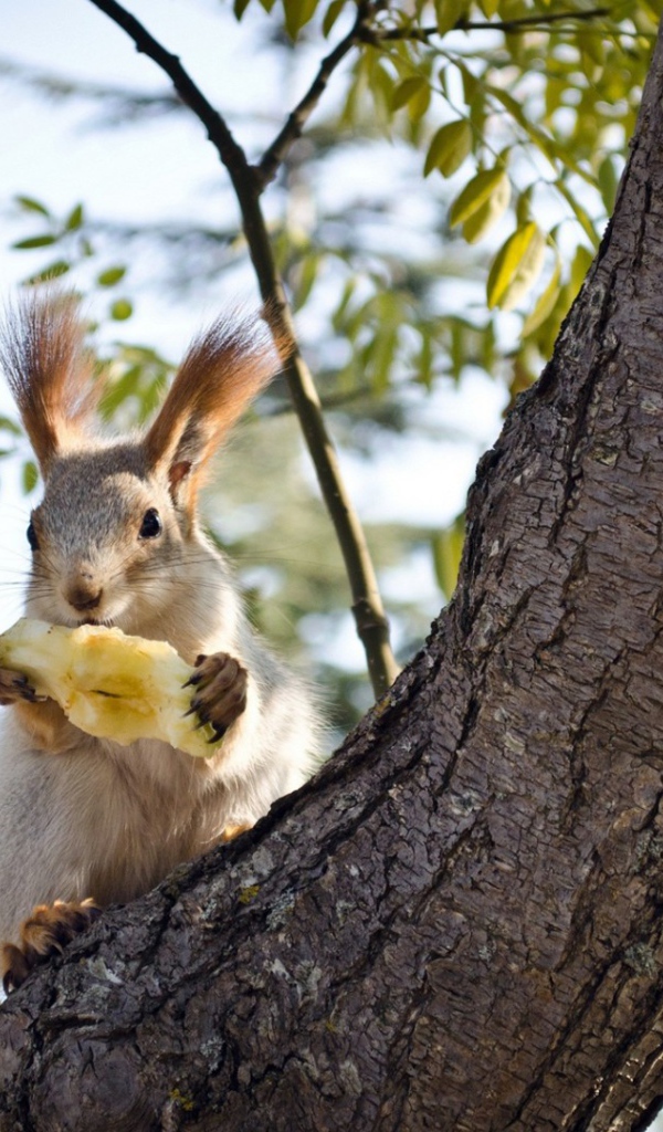 Белочка ест грушу