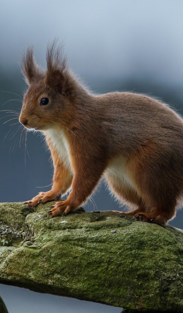 Белка на камне