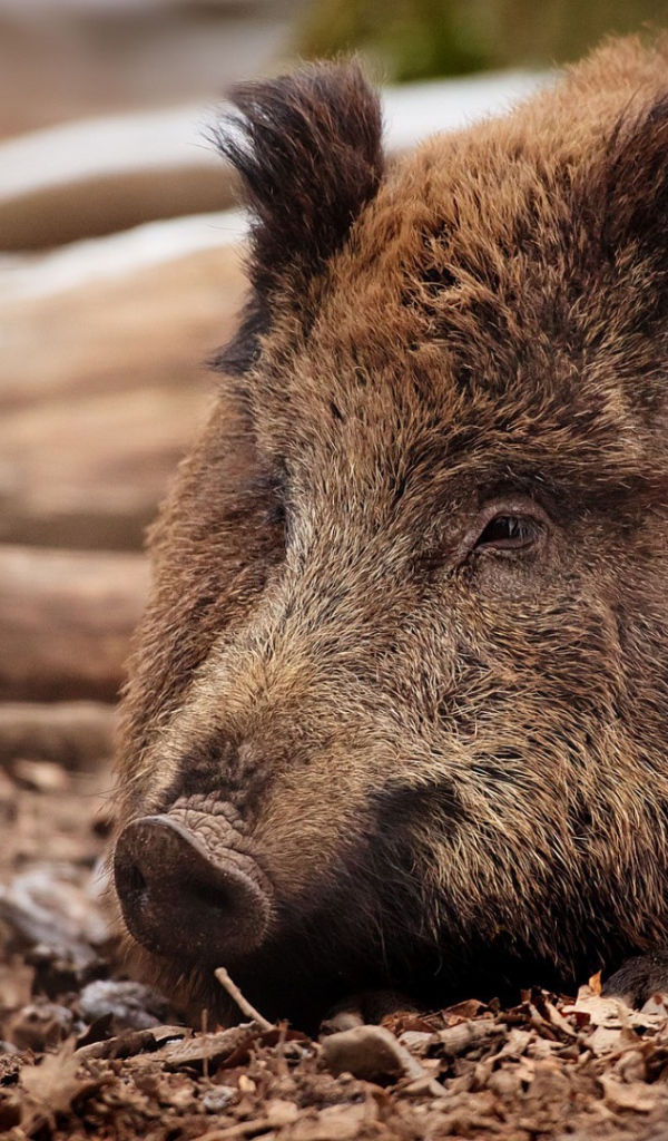 Дикий кабан