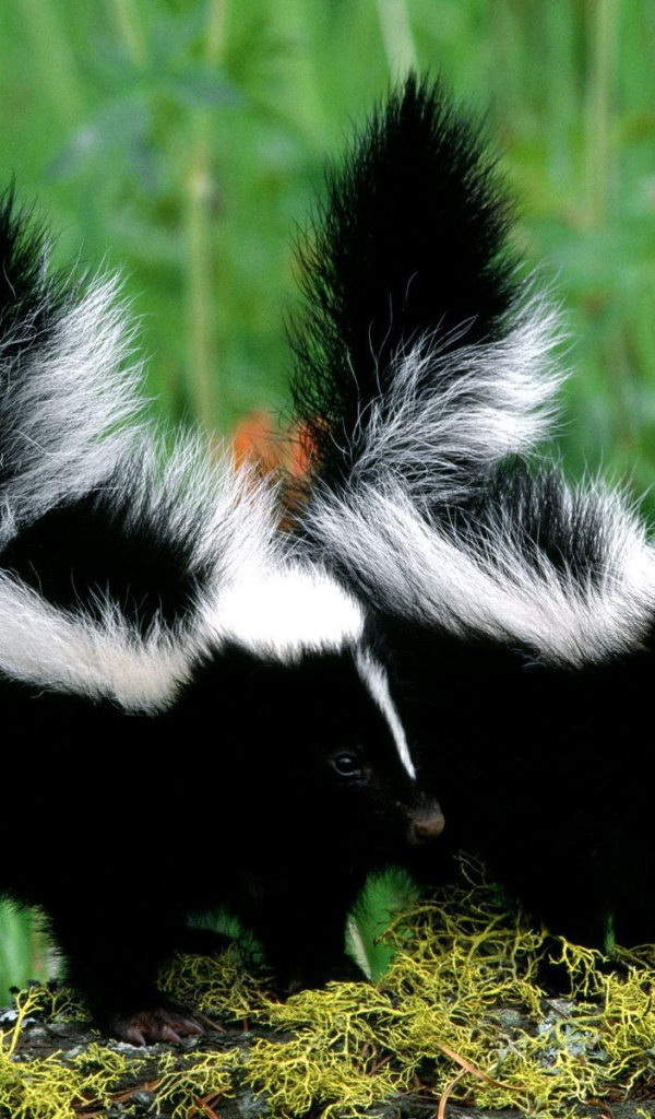 Два скунса гуляют на природе