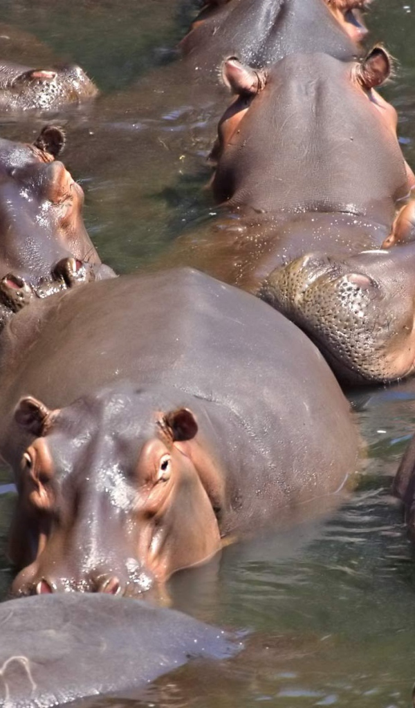 Стадо бегемотов