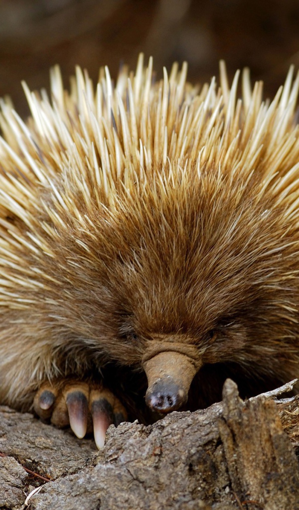 Ехидна из южной Австралии