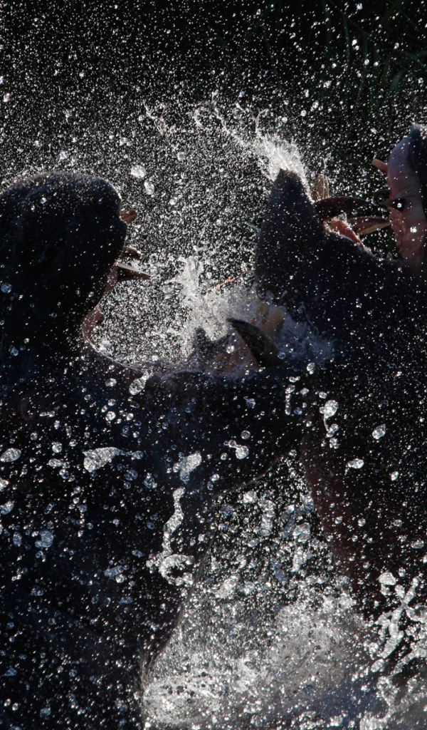 Битва бегемотов