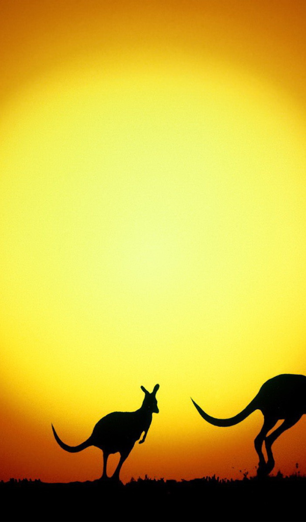 	   Kangaroos against the sun