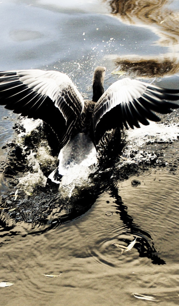 Птица взлетает с воды