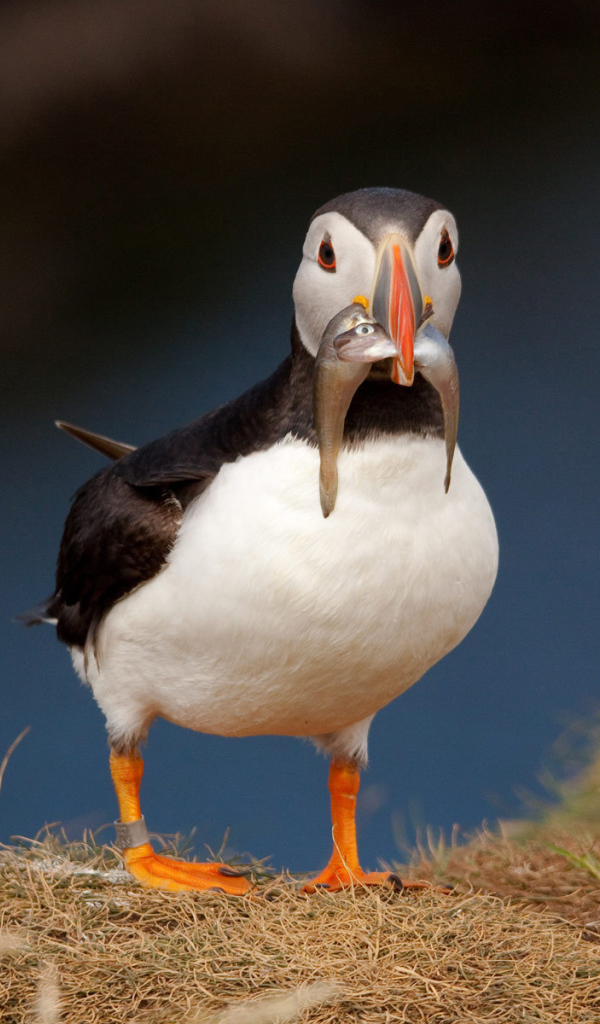 Птица с рыбой в клюве