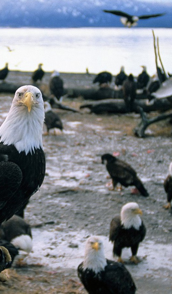 Стая белоголовых орлов