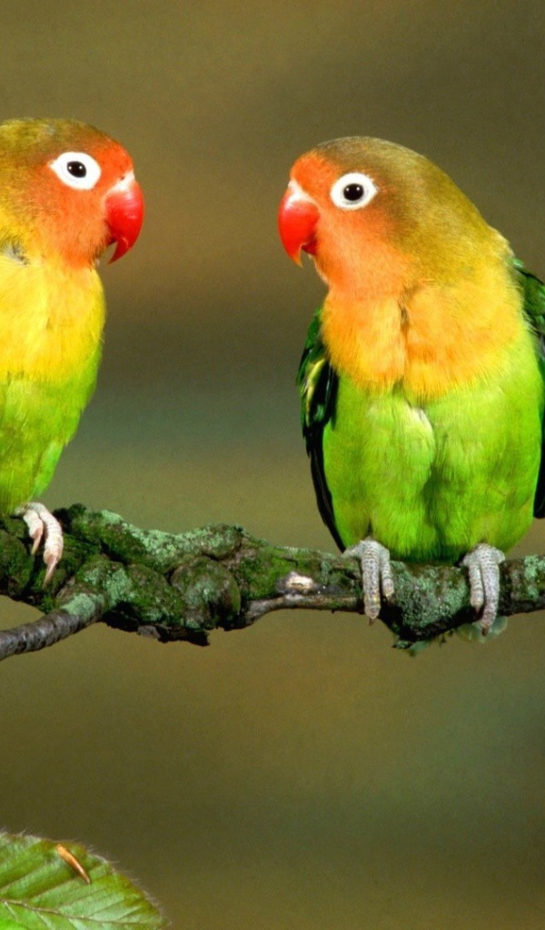 Пара попугаев на ветке