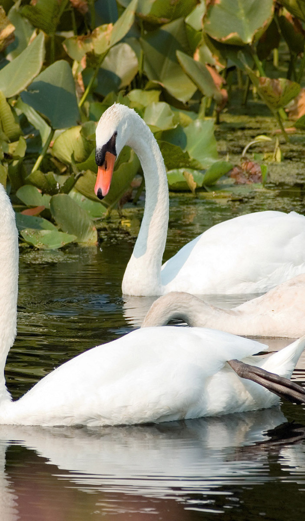 Пара лебедей на реке