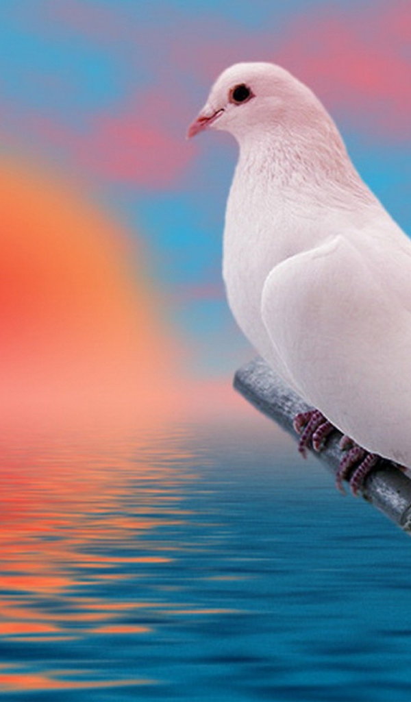 Пара белых голубей