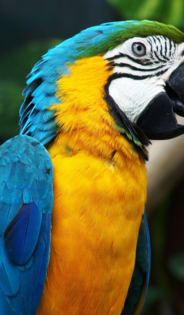 Красивый попугай