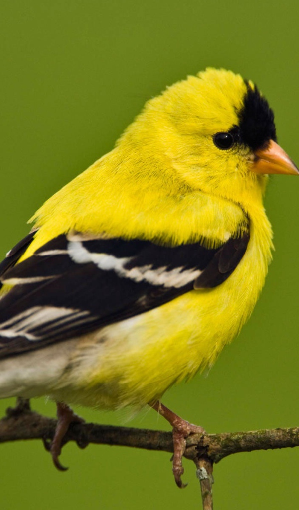 Американский щегол