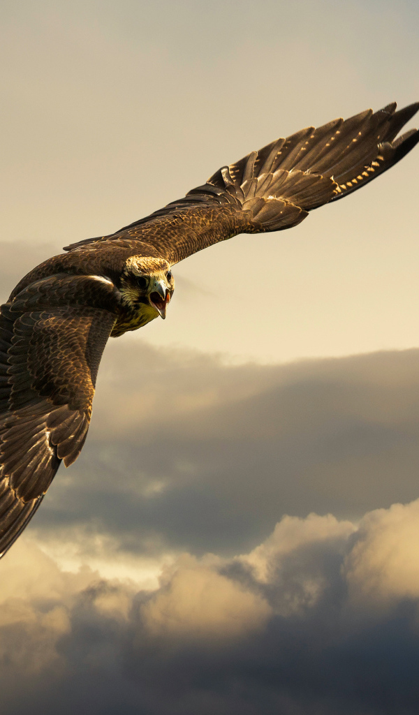 Злая птица в небе