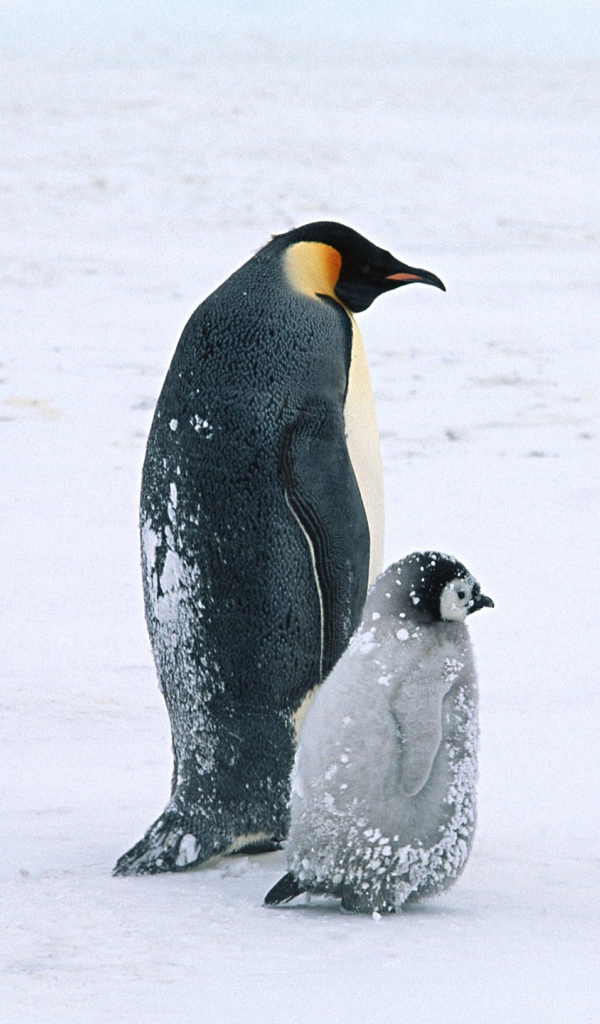 Жизнь арктических пингвинов
