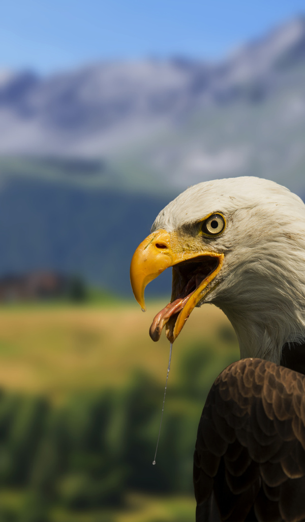 Белоголовый орлан на фоне гор