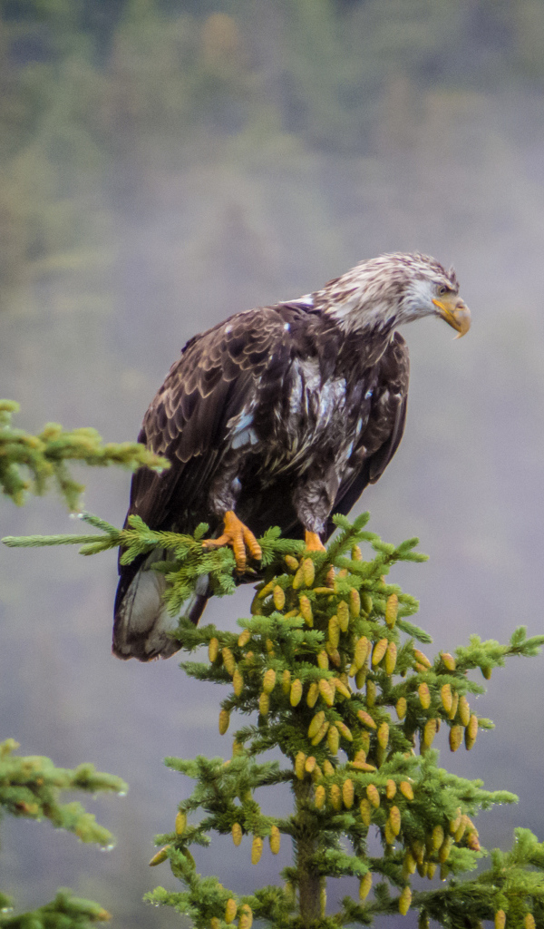 Белоголовый орлан на дереве