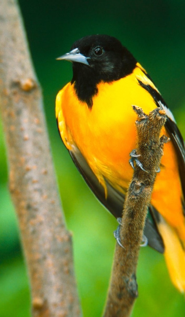 Иволга в Балтиморе