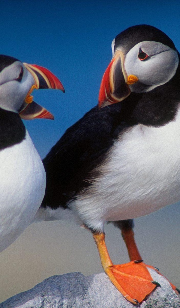 Красивые птички