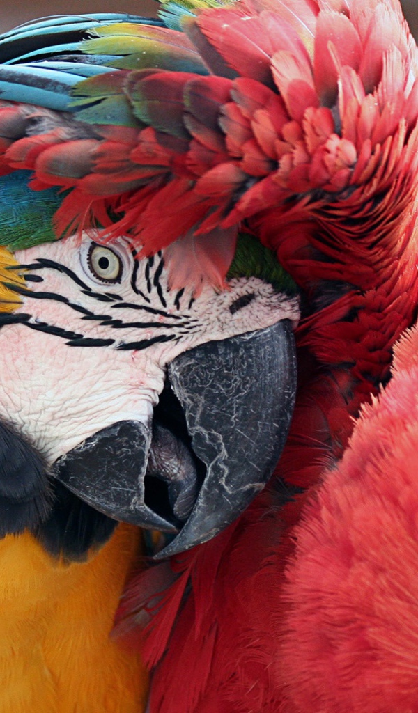 Лучшие друзья