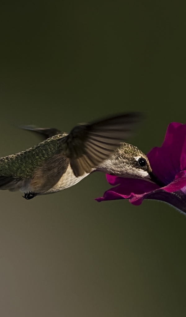 Птица колибри у цветка