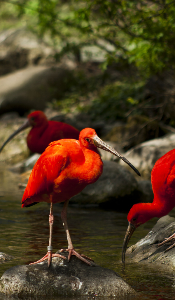 Птицы Ибисы