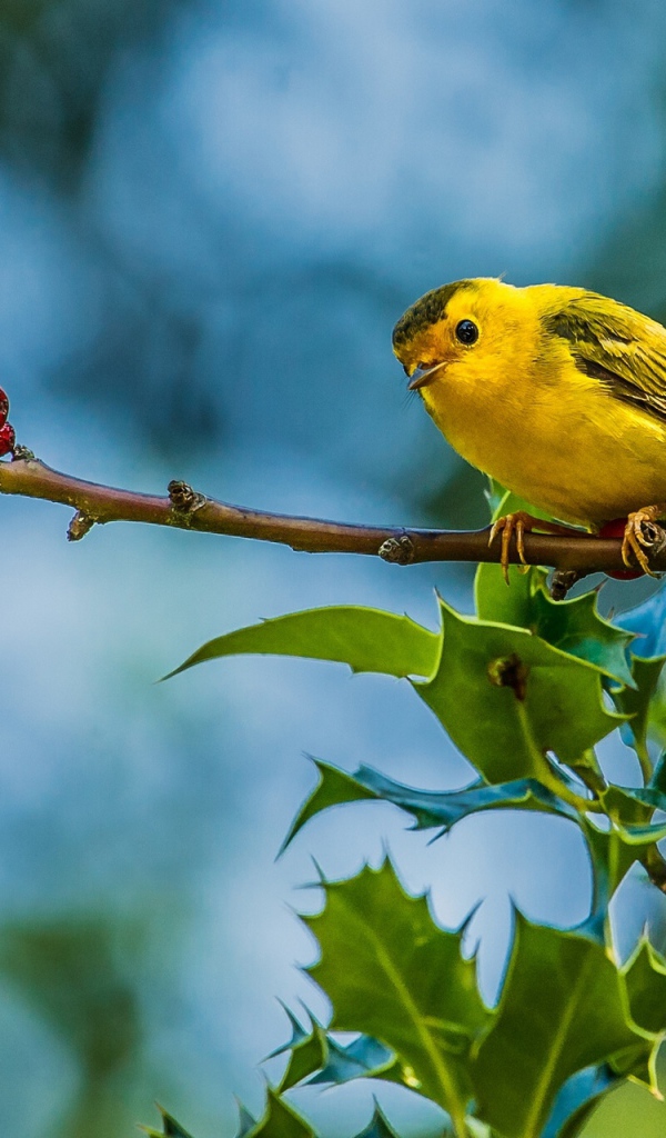 Птица камышовка