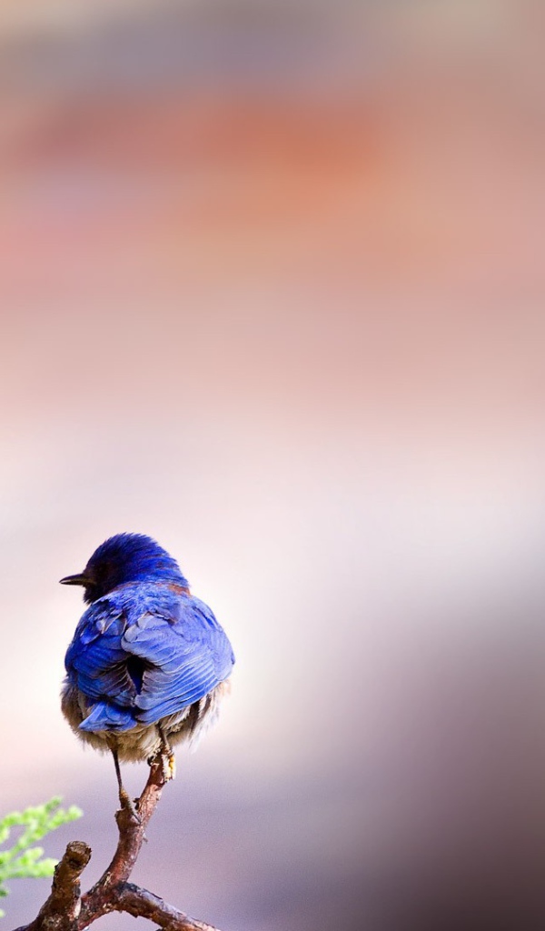 Птичка и змея