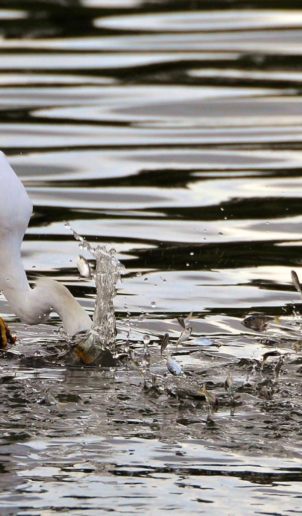 Птица ловит рыбу