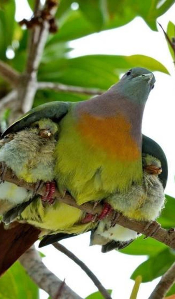 Птица прикрыла птенцов