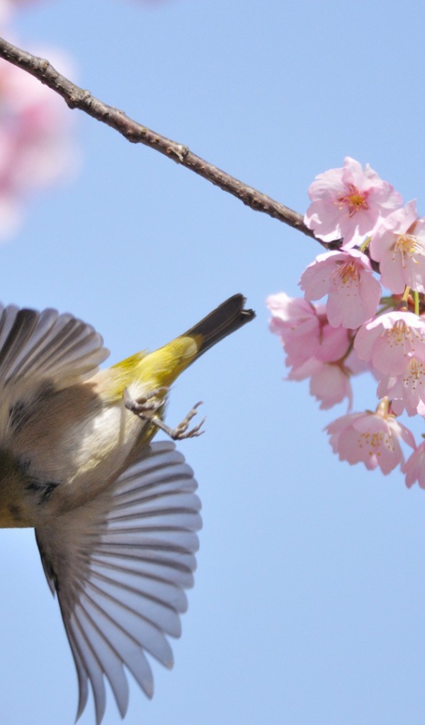 Птица у цветов
