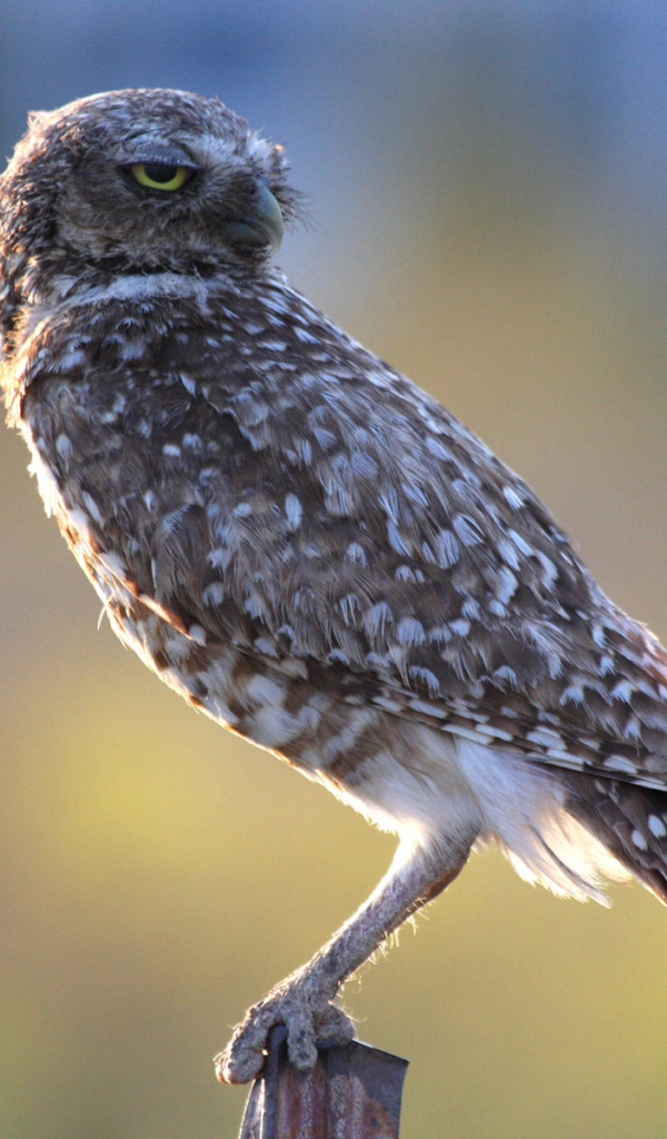 Хищная птица