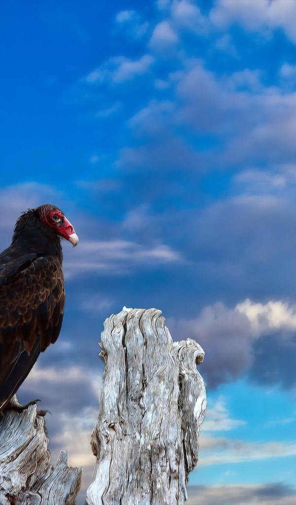 Птица на старом пеньке