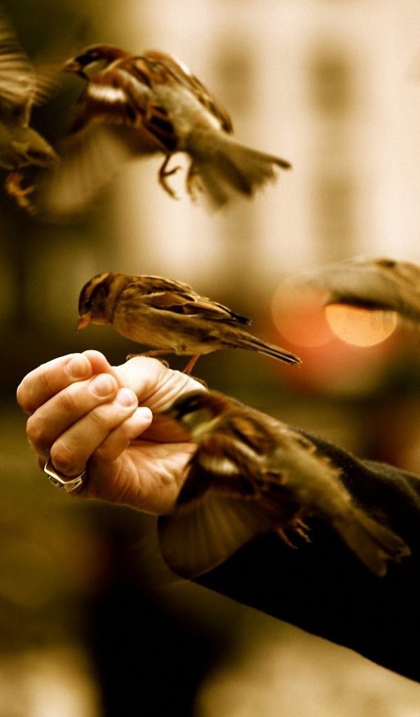 Птицы едят с руки