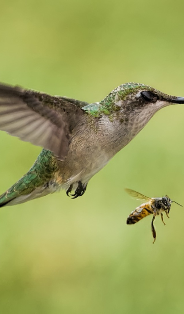 Птички в полёте