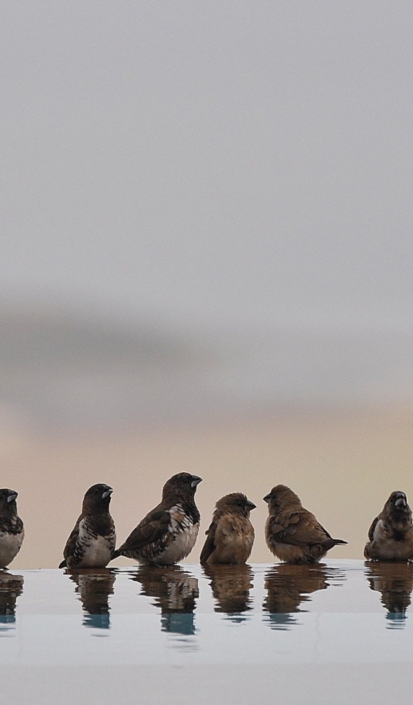 Птицы купаются