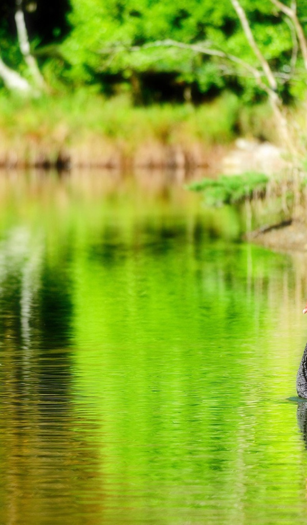 Черный лебедь