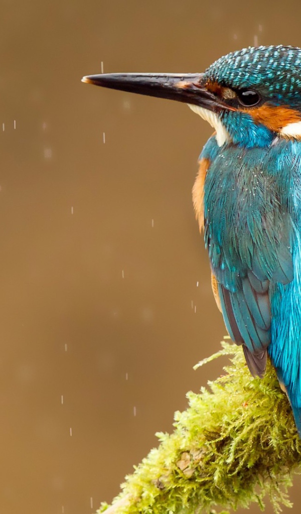 Голубая птичка