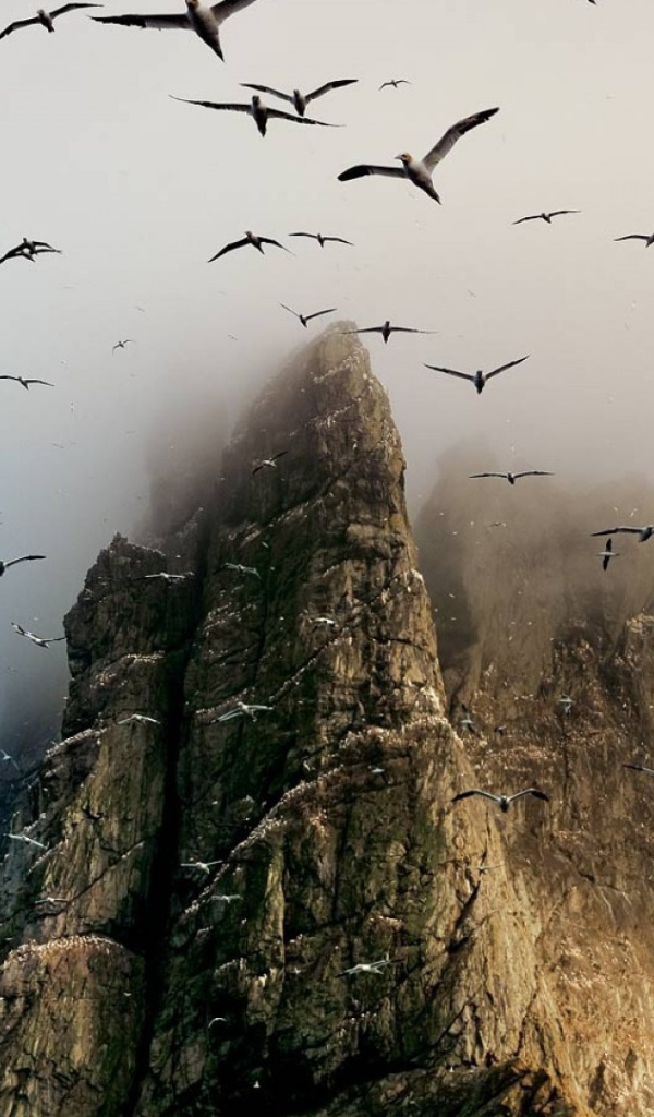 Гнездовье птиц на скалах