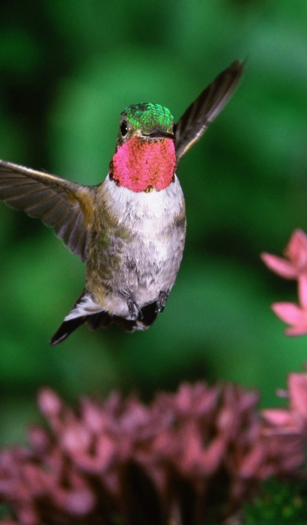 Широкохвостный колибри 
