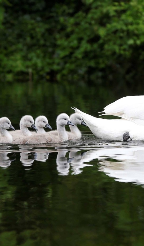 Выводок плывет за мамой