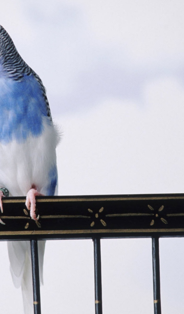 Сварливые попугаи