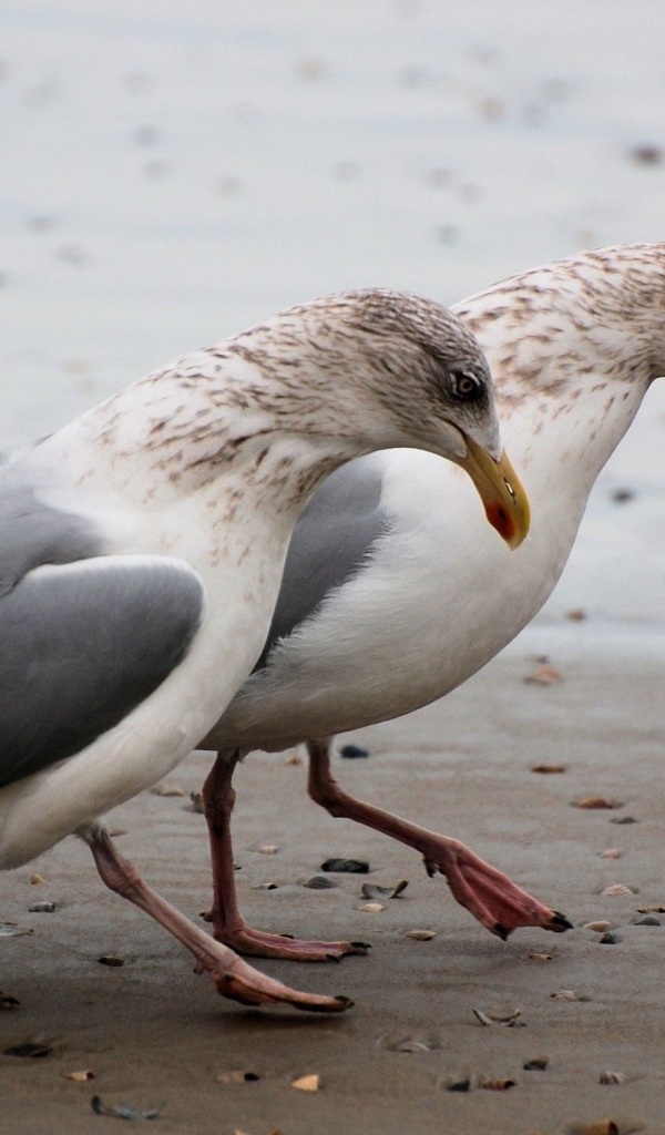 Чайки на пляже