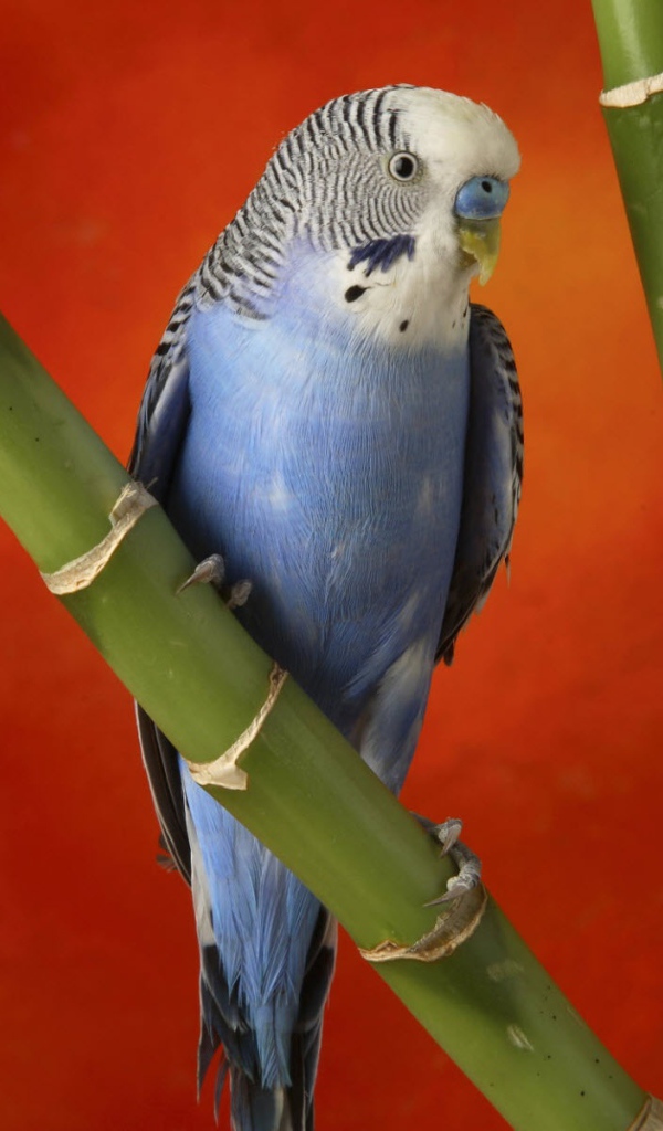Colorful budgerigar