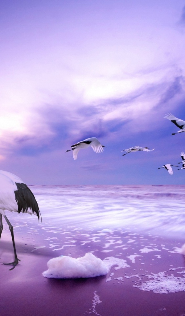 Журавли на пляже