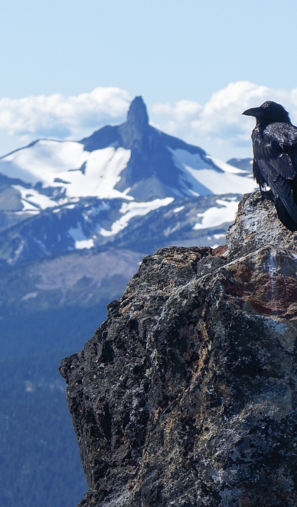 Ворона в горах